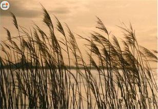 芦苇玻璃在线观看,穿越时光的视觉奇遇 第3张 芦苇玻璃在线观看,穿越时光的视觉奇遇 第3张