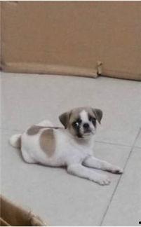 巴哥爆料最新人物图片 第3张 巴哥爆料最新人物图片 第3张